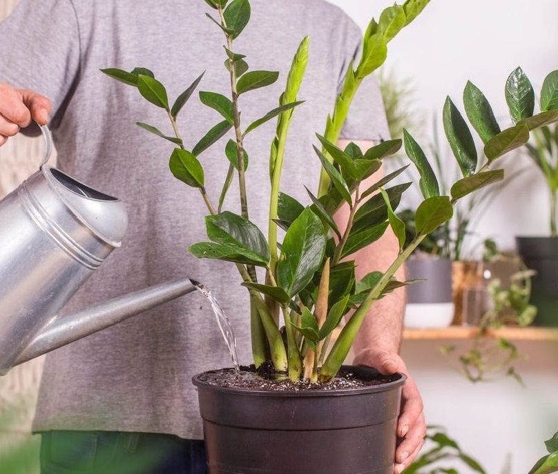 آبیاری زاموفیلیا