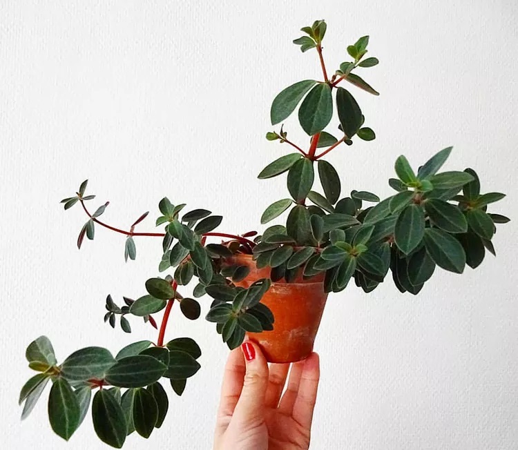 قاشقی پیچک قرمز