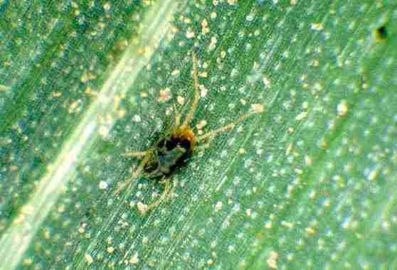 |آفات برگ نعنایی