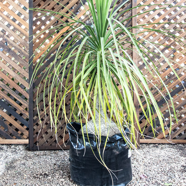 زرد شدن نوک برگ لیندا پافیلی