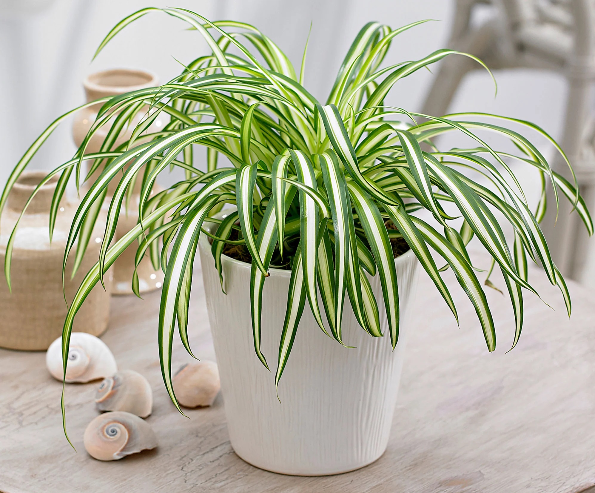 انواع گل گندمی