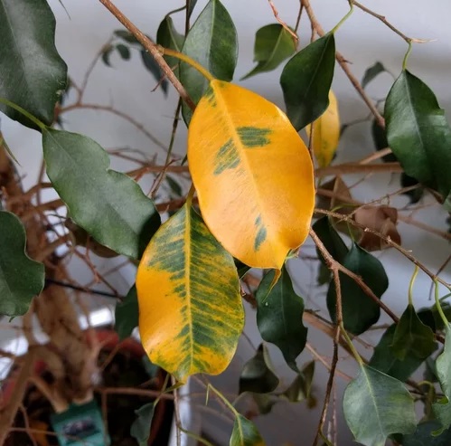 زرد شدن برگ بنجامین