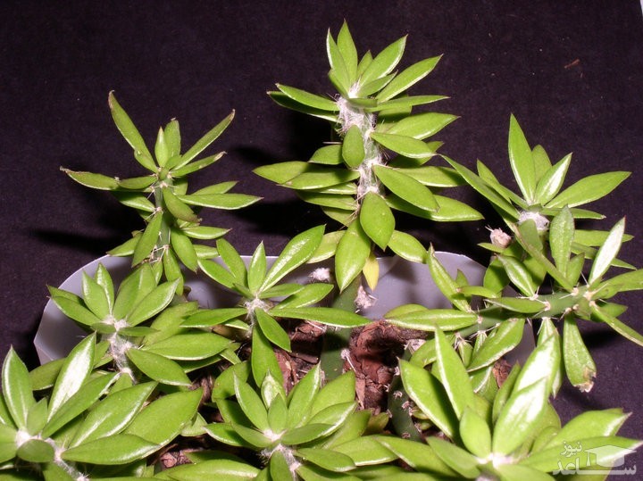 کاکتوس پرسیکا