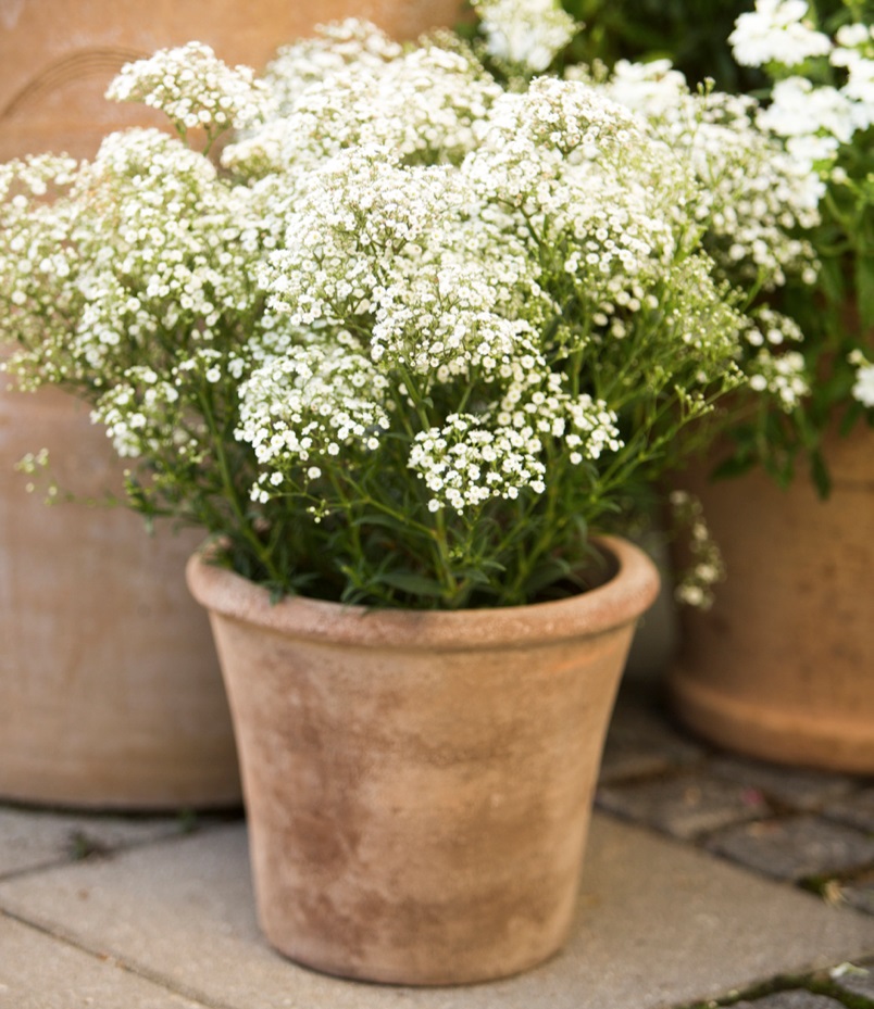 بیماری و آفات گل عروس