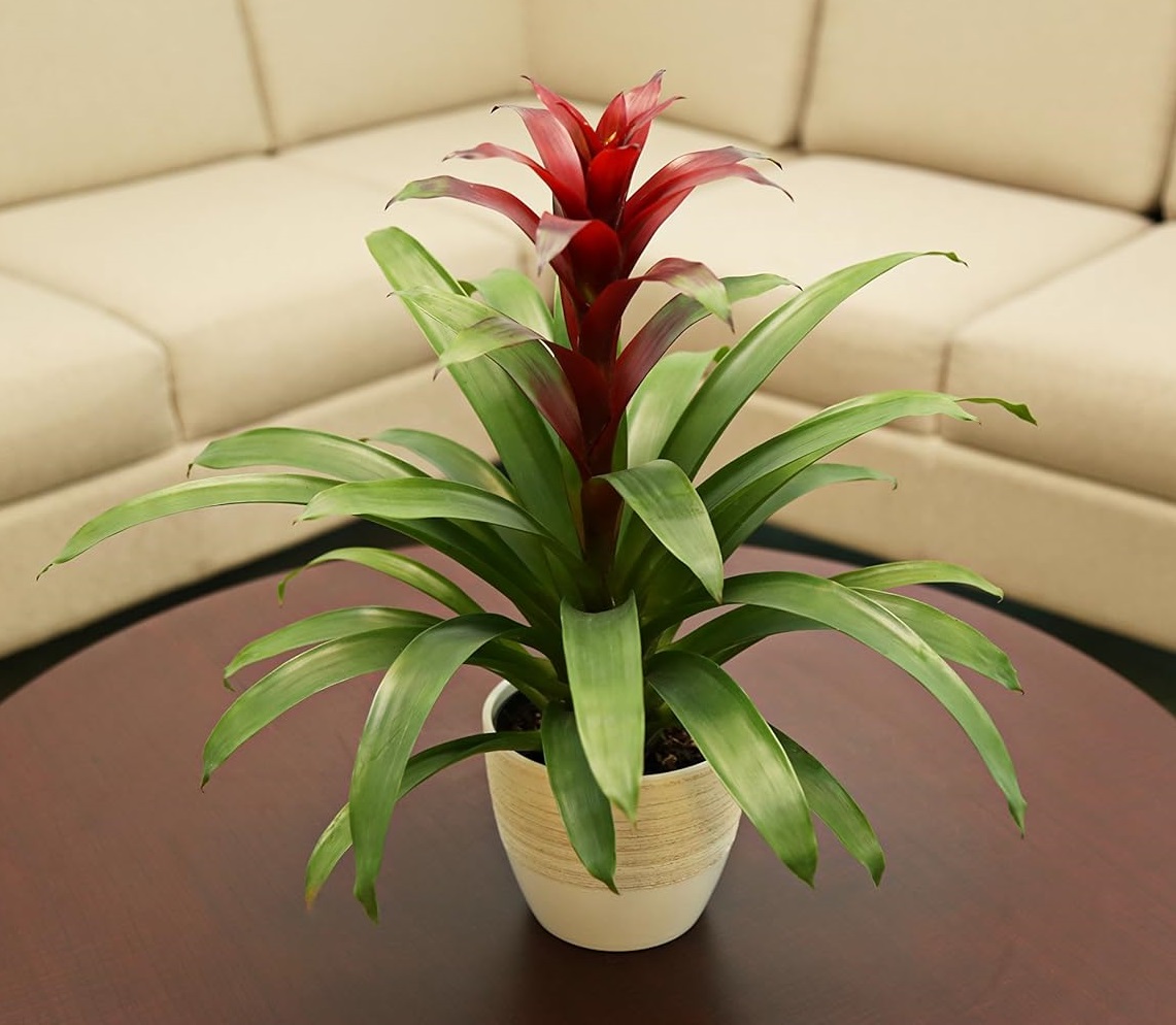 گیاه برگ باریک