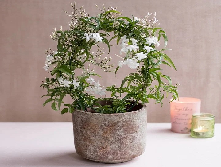 گل های پولساز برای خانه