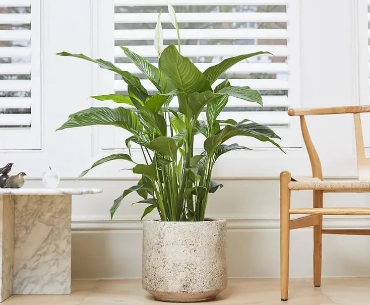 گیاه ثروت زا 