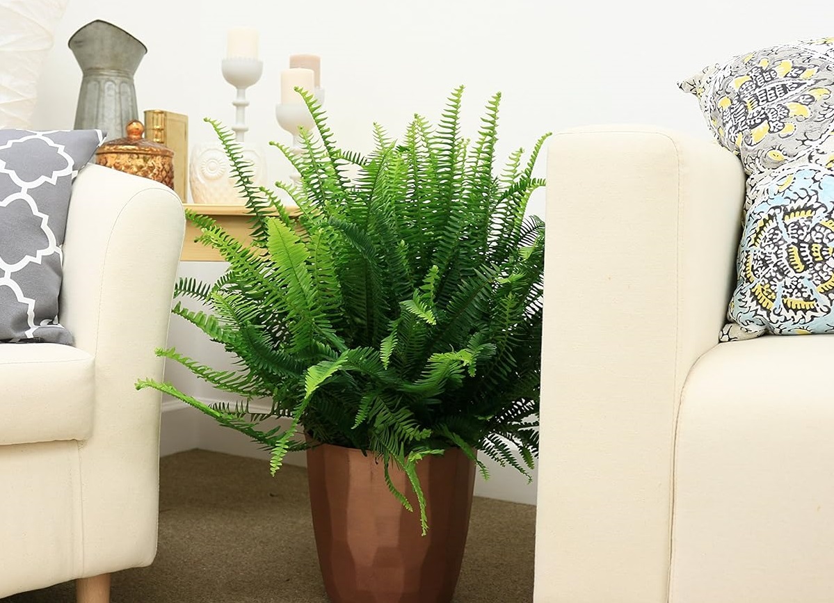 گیاه برگ سوزنی