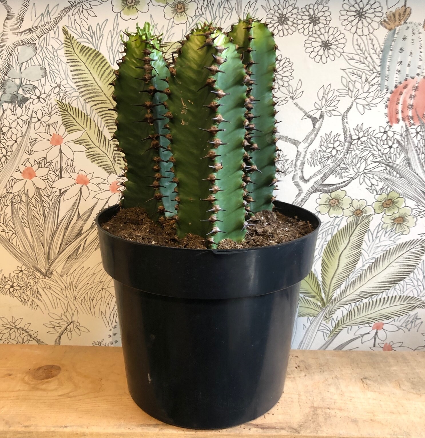 خارهایی افوربیا