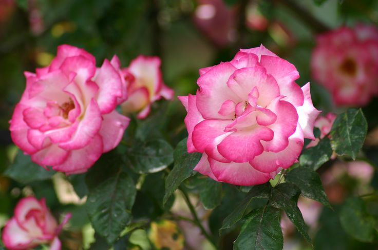 گل رز بالا رونده دو رنگ