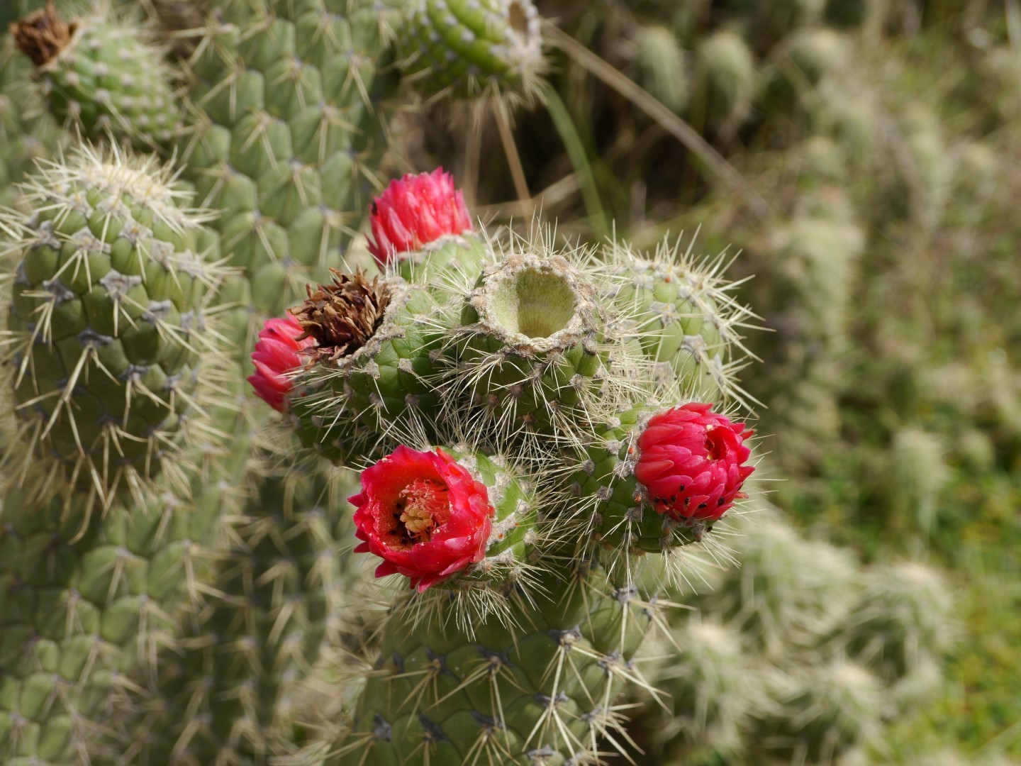 کاکتوس سندریکا