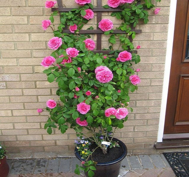 گل رز رونده در گلدان