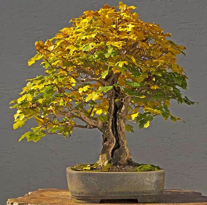 انواع مدل بونسای