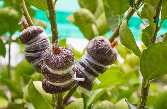 روش تکثیر بونسای جنسینگ