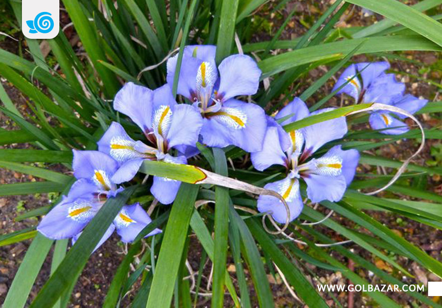 گل زمستانی-گل زنبق
