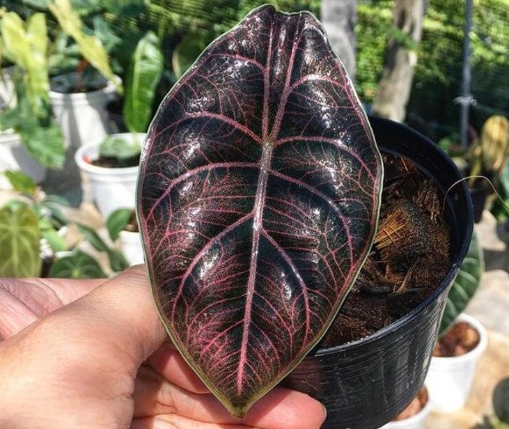 گل های آپارتمانی گران قیمت