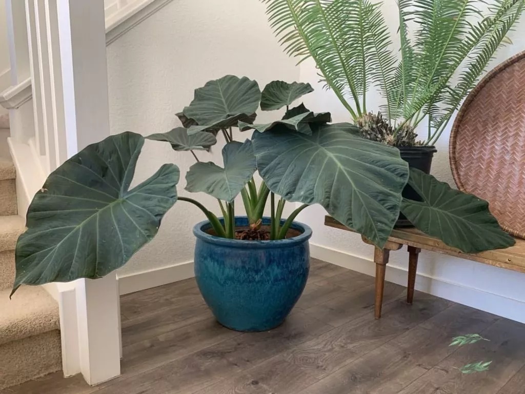 روش نگهداری گل بابا آدم