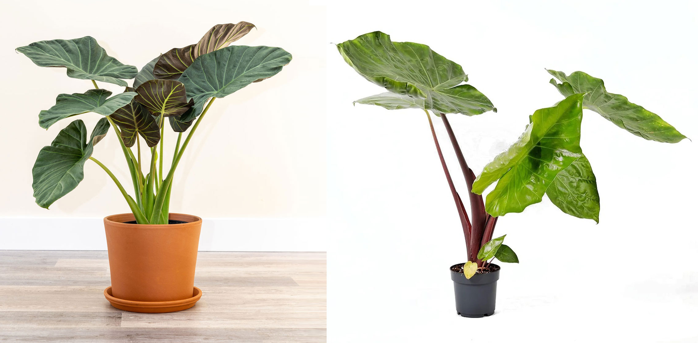 تفاوت بابا آدم تنه قرمز و سبز