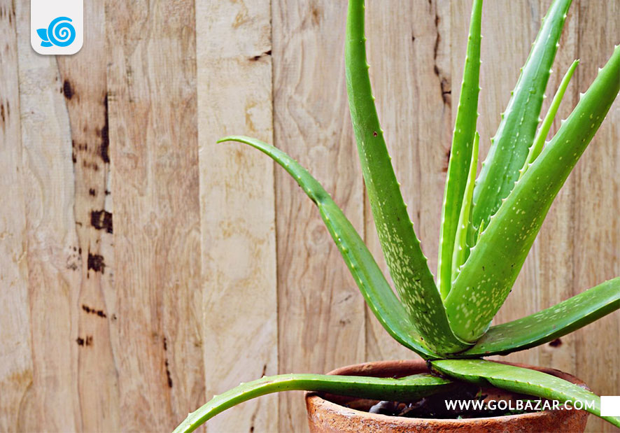 آلوئه ورا- گیاه مقاوم به خشکی