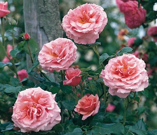 گل رز رونده صورتی