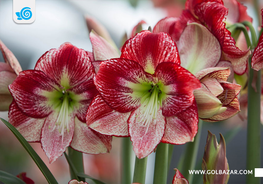 گل پاییزی برای باغ