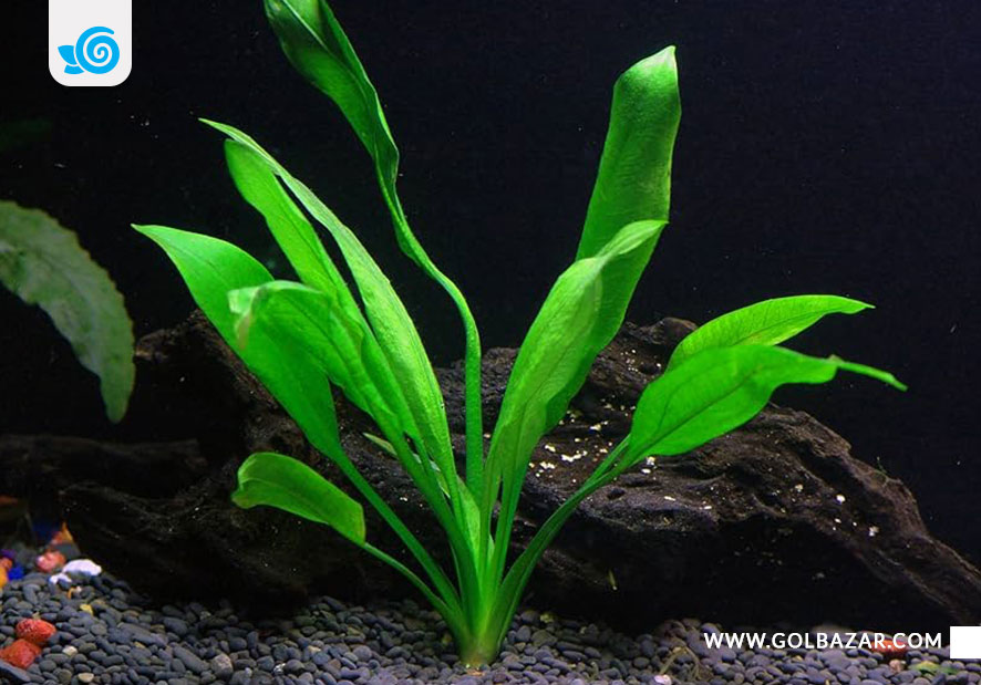 شمشیر آمازون