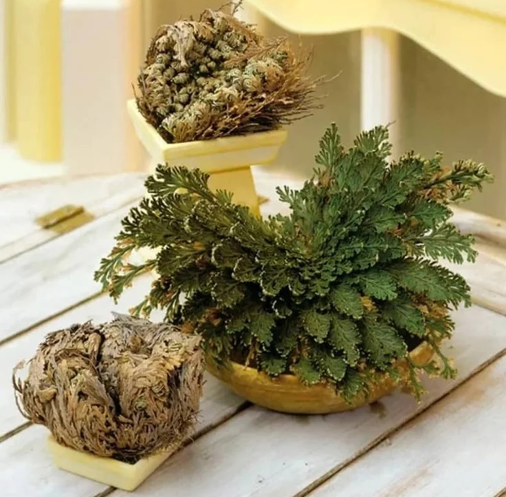 گل های پولساز