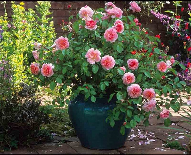 گل رز صورتی برای باغچه