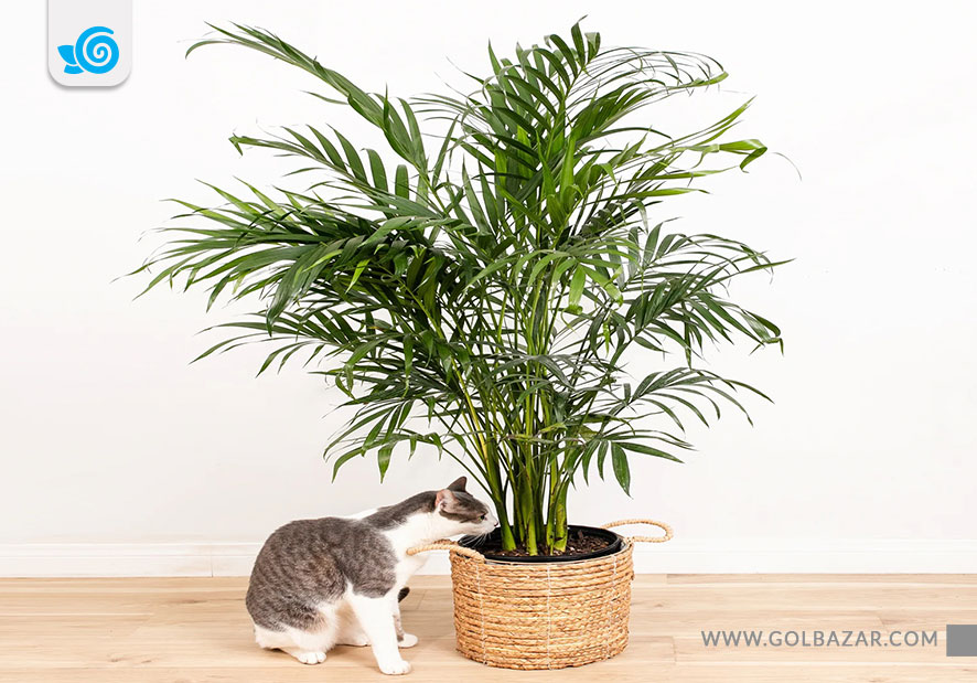 نگهداری نخل اریکا