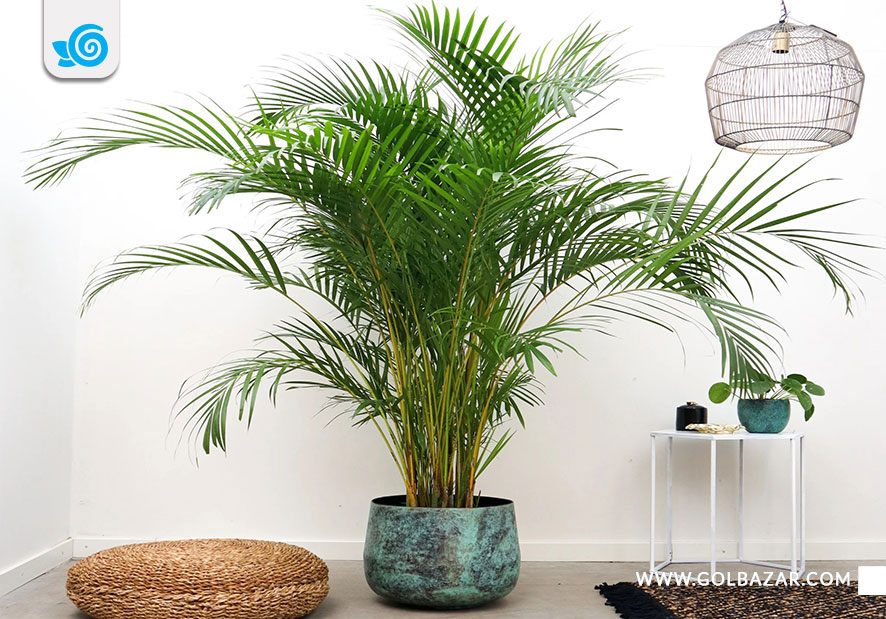 نگهداری نخل اریکا در خانه