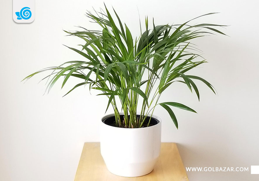 نگهداری نخل اریکا