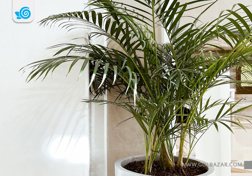 روش نگهداری گل اریکا در منزل