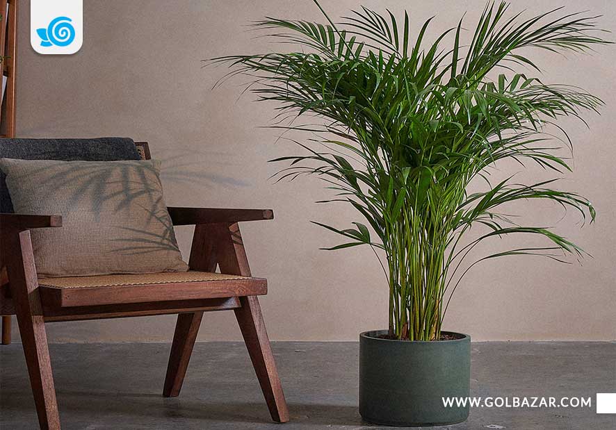 نحوه نگهداری از نخل اریکا در منزل