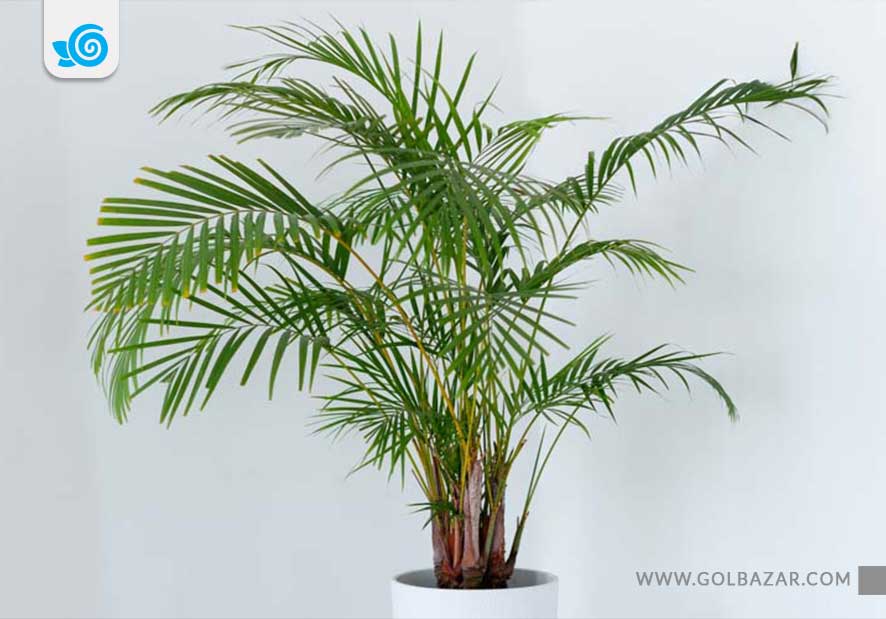 روش های مراقبت از نخل اریکا