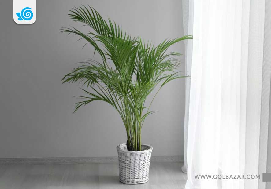 نگهداری نخل اریکا در آب