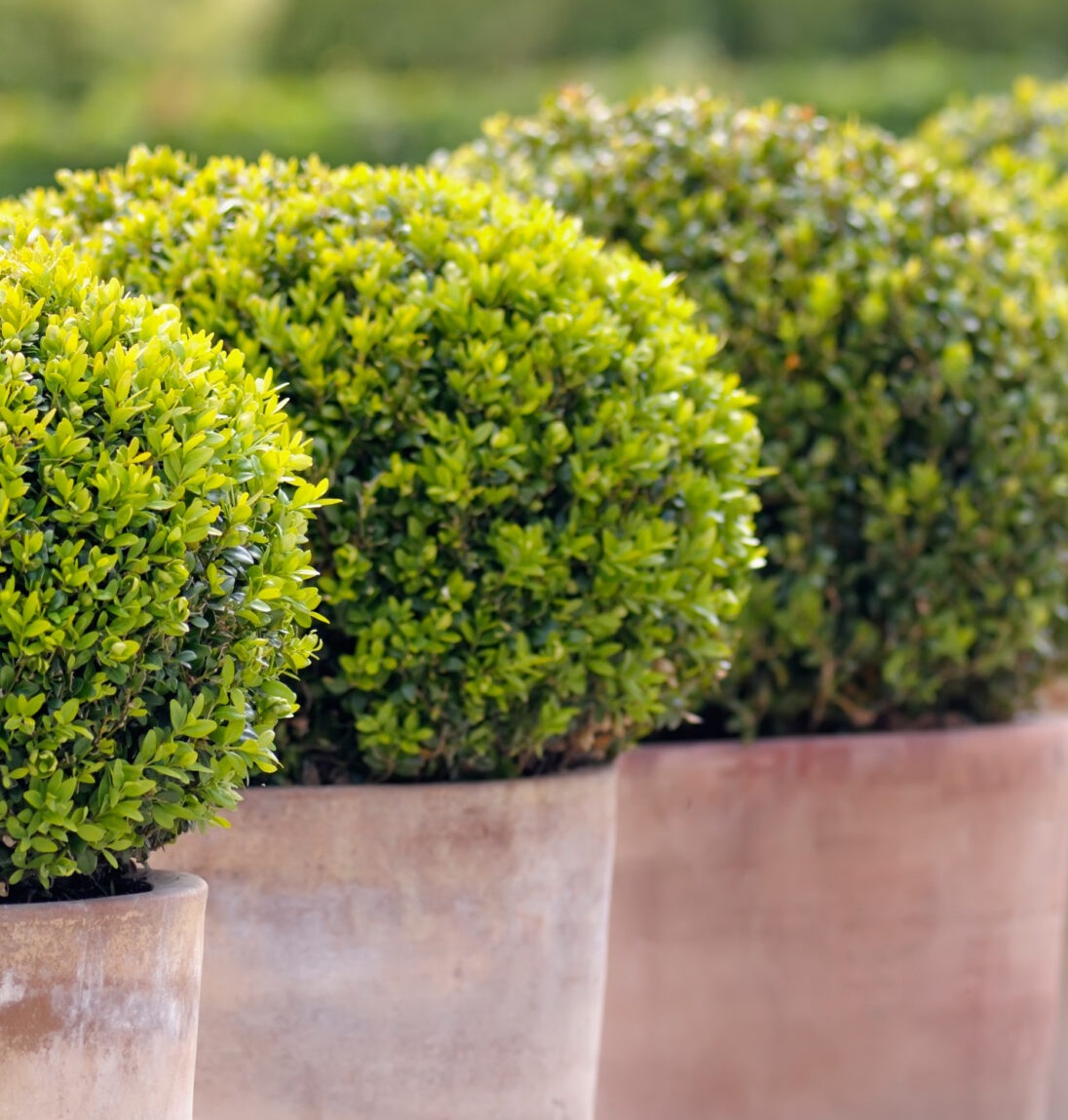 آفت گل شمشاد