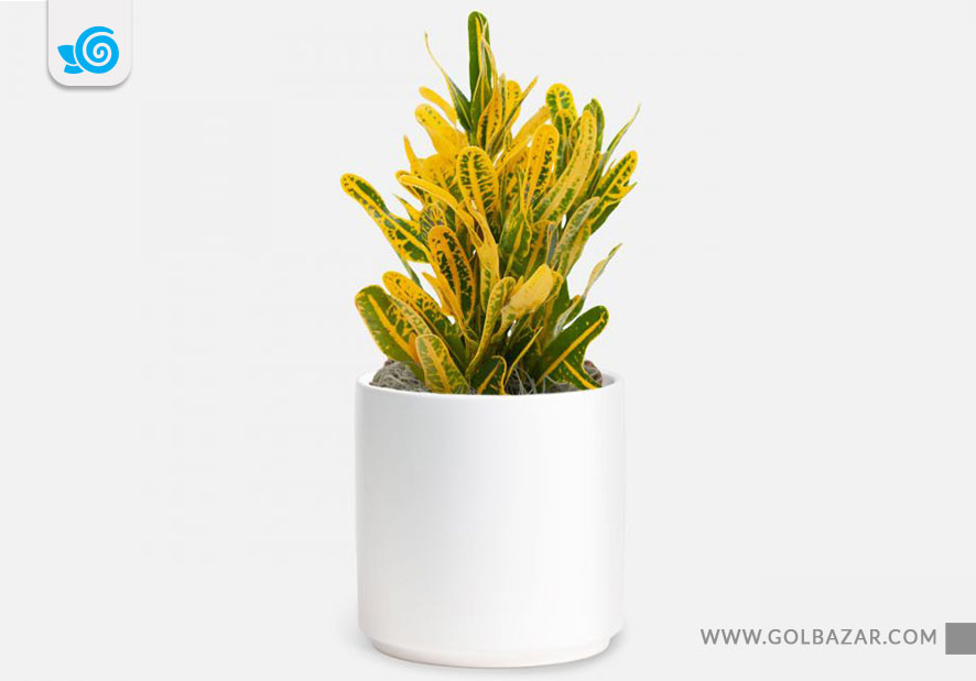 گل کروتون موزی