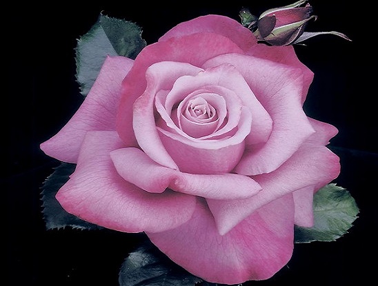 گل رز سرخابی برای باغچه