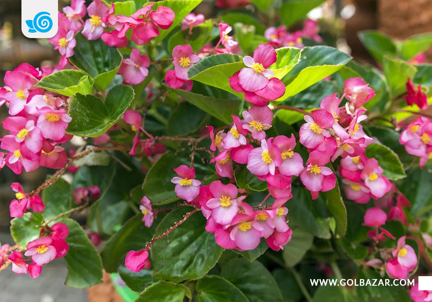 گل آپارتمانی زمستانی -بگونیا