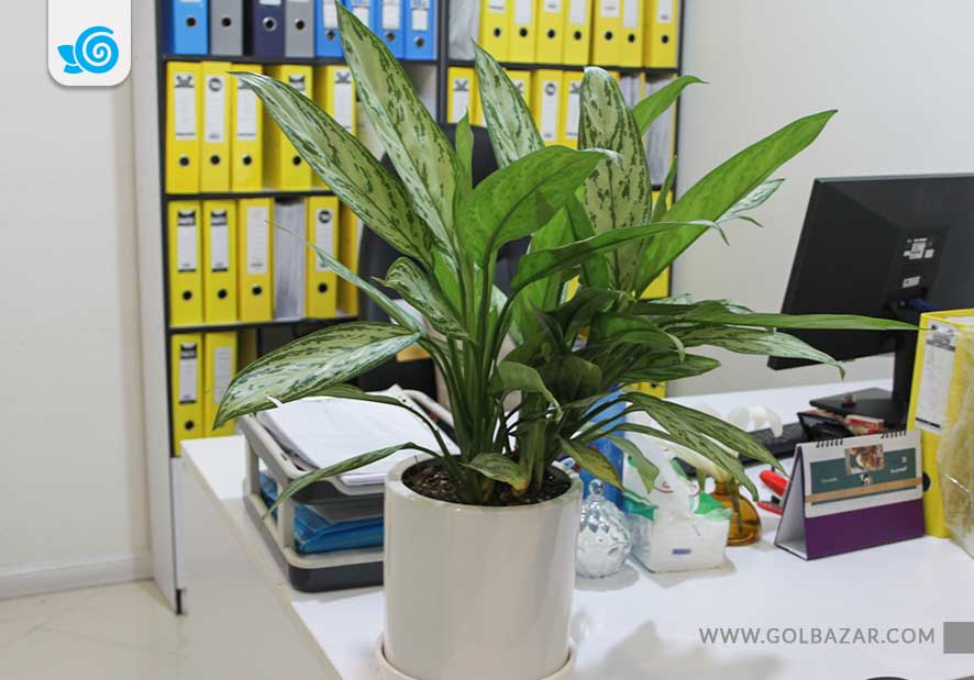 فواید نگهداری گل آپارتمانی