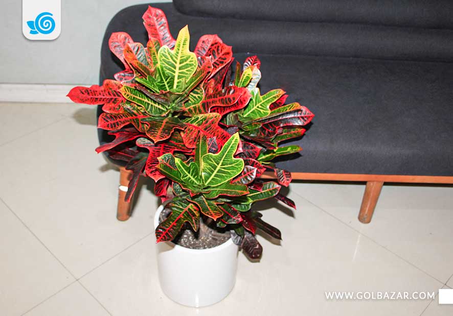 فواید نگهداری گل آپارتمانی