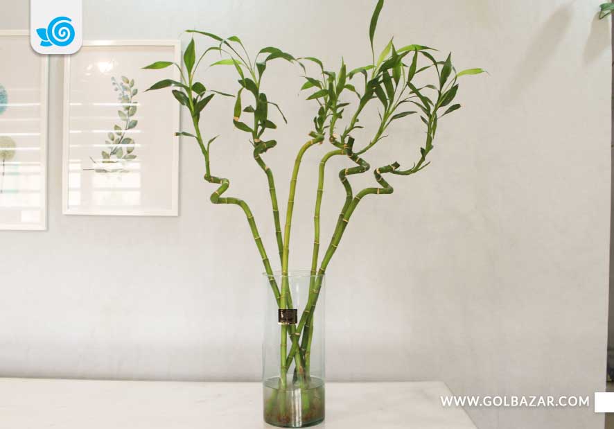 مزایای نگهداری گل .و گیاه آپارتمانی