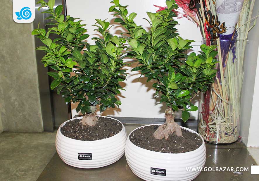 فواید نگهداری از گل ها .و گیاهان آپارتمانی در منزل