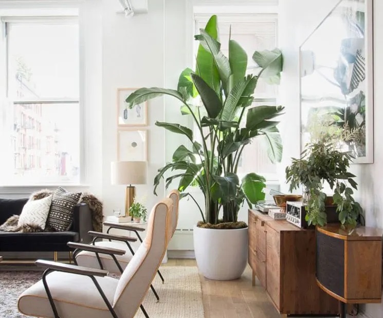 درختچه آپارتمانی بزرگ