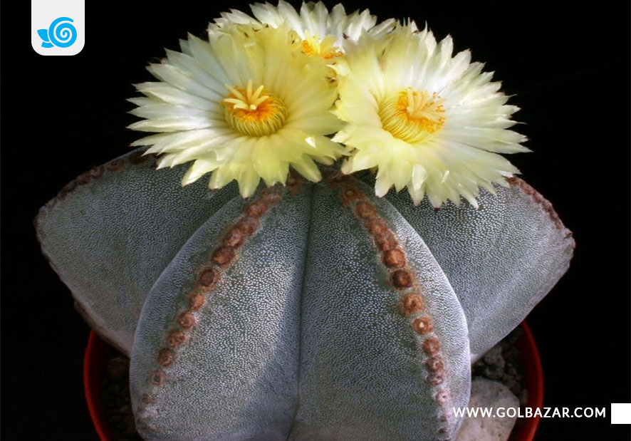 گل آپارتمانی مقاوم به کم آبی - کاکتوس کلاه اسقف