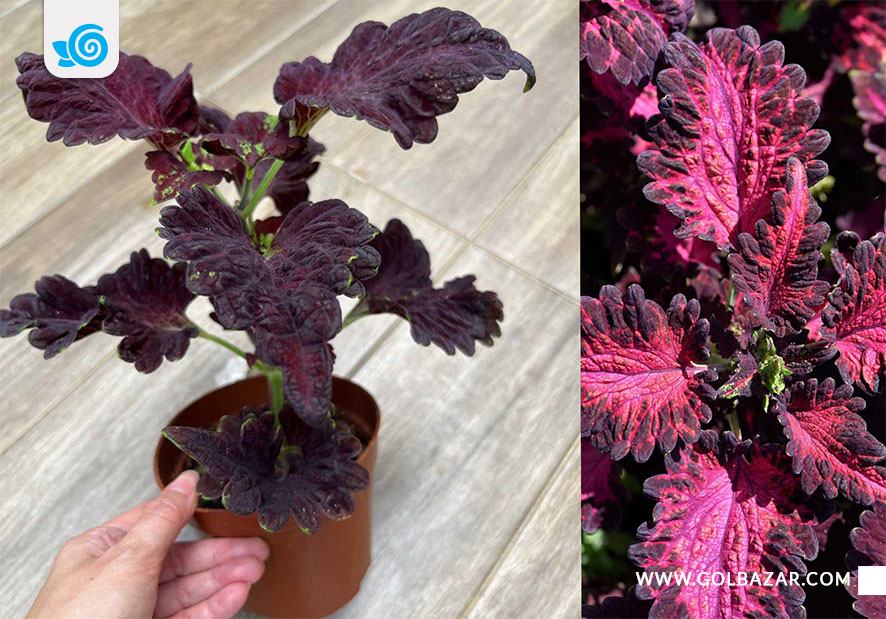 گل حسن یوسف - بلک دراگون