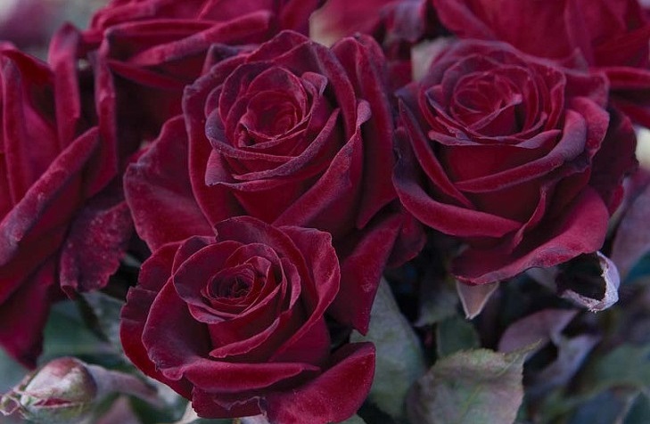 گل رز مخملی برای حیاط