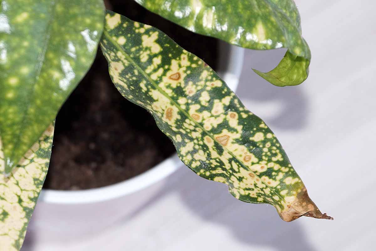 لکه روی برگ گل کروتون