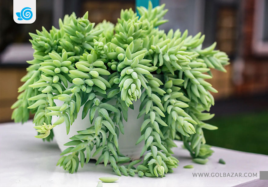 گیاه آپارتمانی مقاوم به کم آبی -گیاه سدوم مورگانیوم