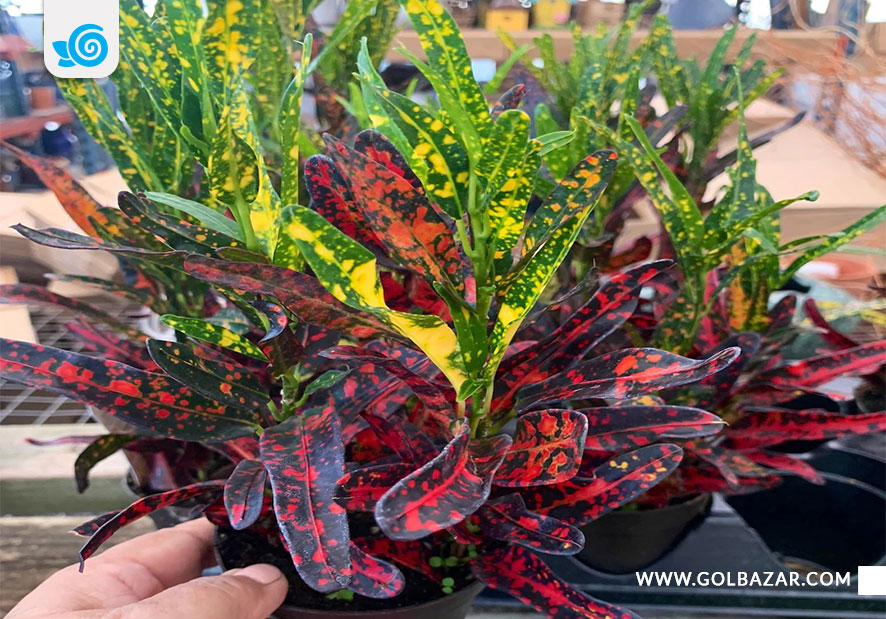 گل کروتون آتشی